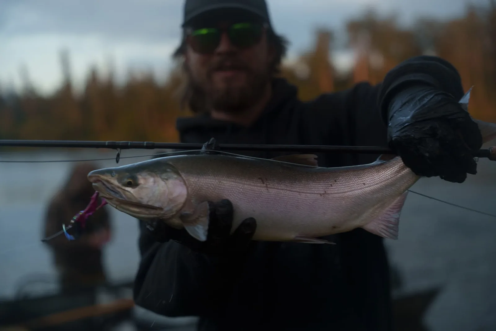 Angler in black gloves holding a fresh salmon at dusk with his rod