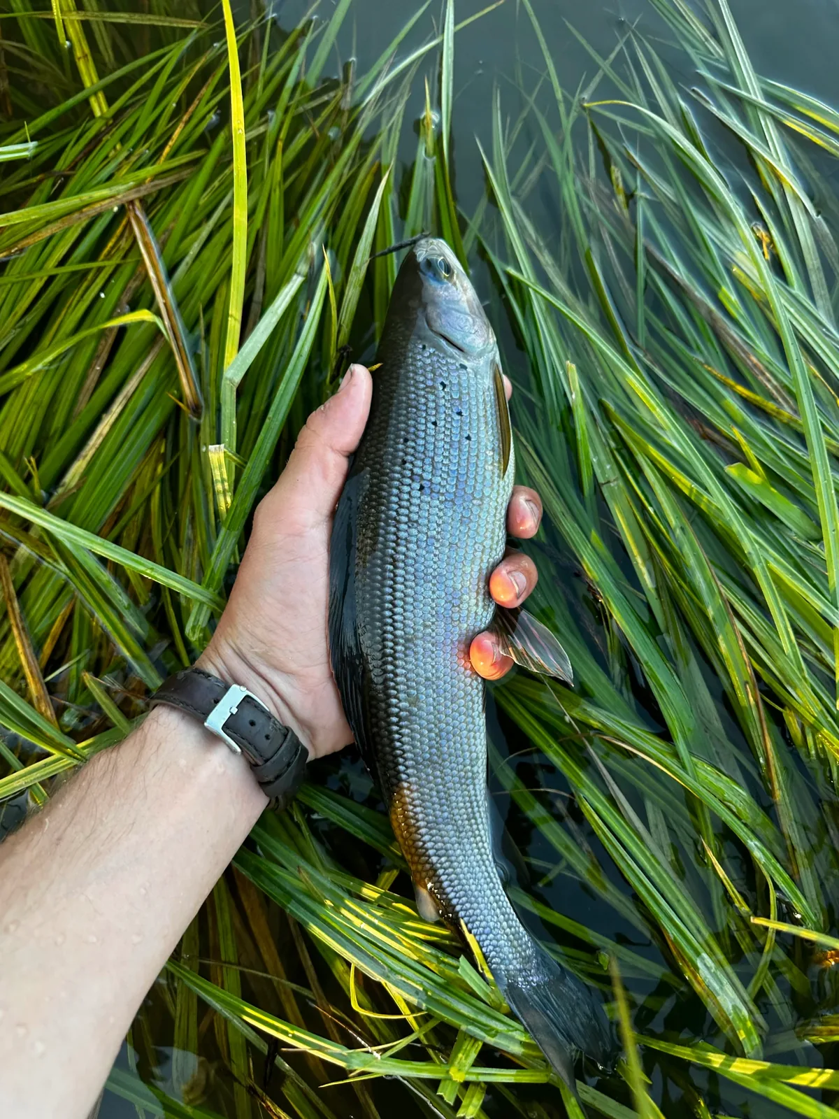 Arctic grayling held over submerged river grass
