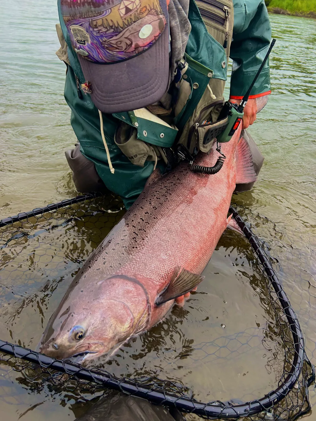 Large king salmon resting in a landing net in the Mulchatna River