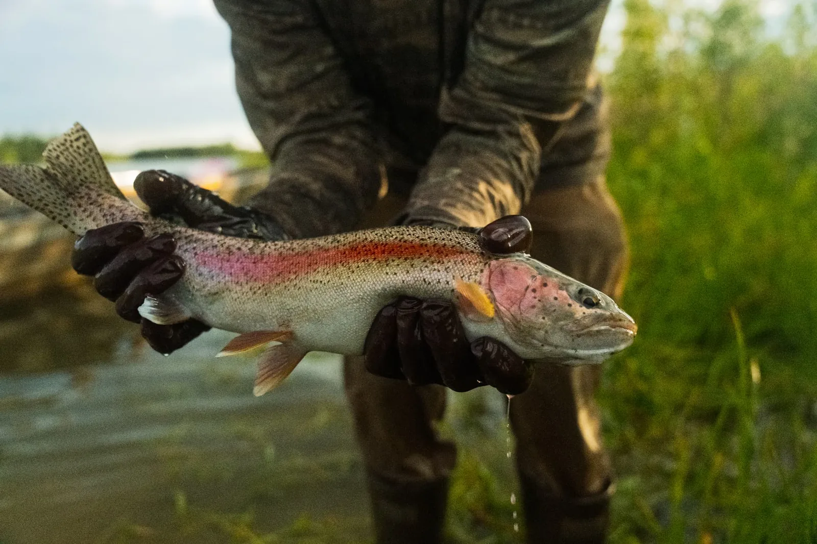 Angler in waders holding a bright rainbow trout with both hands beside the river