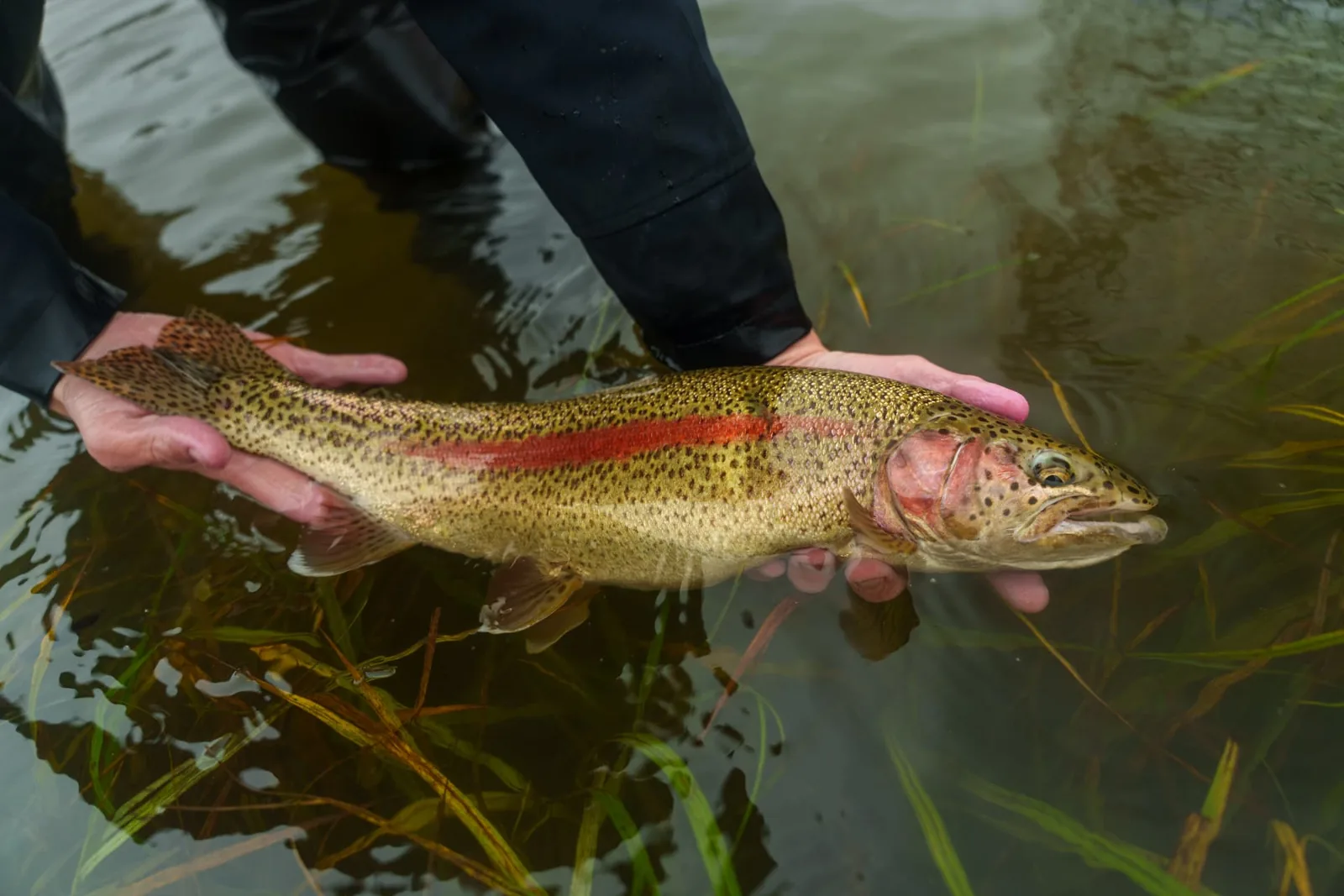 Wild rainbow trout held carefully in shallow river water