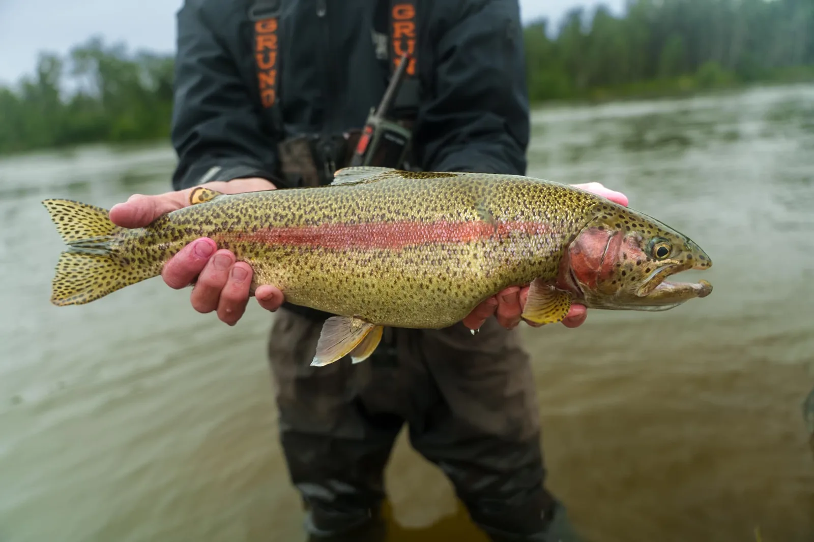 Angler holding a large rainbow trout horizontally above the surface of the river